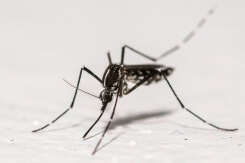 Chikungunya: l'ascension des cas autochtones continue dans l'Hexagone