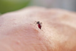 A Antibes, principal 'cluster' de chikungunya, sensibiliser sans apeurer